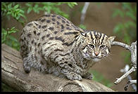 Bobcat