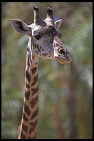 Giraffe head.