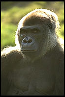 Gorilla head and shoulders portrait.