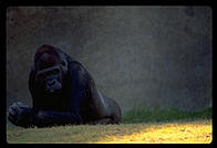 Gorilla thinking.