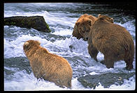 Bears preparing for a fight.  Brooks Falls, Katmai National Park, Alaska.