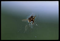 A mosquito crushed against the window of a National Park Service school bus, the only way for most people to get into Denali National Park (Alaska)