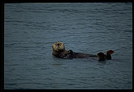 Otter in Kenai Fjords National Park (Alaska)