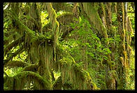 Hoh Rainforest.  Olympic National Park (Washington State). 