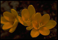 Yellow Flowers. Santa Fe, New Mexico