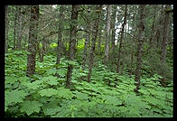 The forest along Jakalof Bay, near Seldovia, Alaska.
