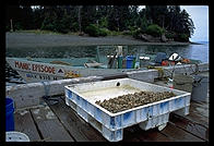 Sadie Sin's clams, a few miles out of Seldovia, Alaska.