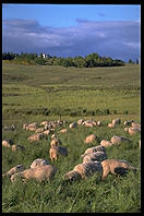 Sheep Research Center.  Corvallis, Oregon