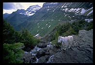 A goat hangs out on Going to the Sun Road, Glacier National Park (Montana)