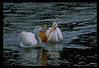 White Pelicans in Yellowstone National Park