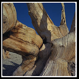 Ancient Bristlecone Pine Forest. California's White Mountains.