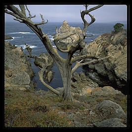 Point Lobos.  California.