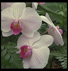 Orchids.  Big Island.  Hawaii 1990.