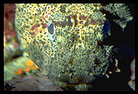 Serious Fish.  Monterey Aquarium.  California.