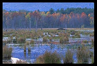 A swamp not too far from Center Sandwich, New Hampshire