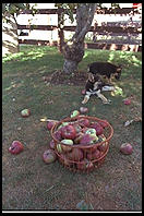 Amish puppies and apples.  Pennsylvania 1995.