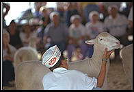 Sheep at the New Jersey State Fair 1995.  Flemington, New Jersey.