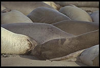 Elephant Seal Colony.  Just north of the Hearst Castle.  San Simeon, California.