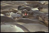 Elephant Seal Colony.  Just north of the Hearst Castle.  San
Simeon, California.