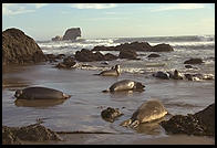 Elephant Seal Colony. Just north of the Hearst Castle. San Simeon, California.