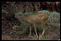 Mule Deer.  Phantom Ranch.  Grand Canyon National Park.