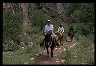 Mule train coming into Phantom Ranch.  Grand Canyon National Park.