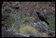 Raven in river camp.  Grand Canyon National Park.