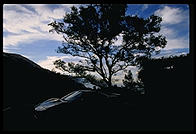 NSX and Tree.  Morning.  Big Sur, California.