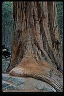 Redwood.  King's Canyon National Park, California.