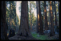 Redwood.  King's Canyon National Park, California.