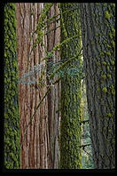 Redwoods.  King's Canyon National Park, California.
