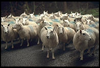 Sheep in the Wicklow Mountains south of Dublin, Ireland.