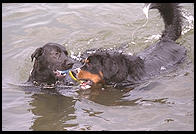 Bernese Mountain Dog and Labrador.  Seattle, Washington.