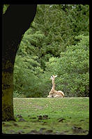 Giraffe framed by tree.  Seattle, Washington