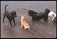 Tug of war. Seattle, Washington.