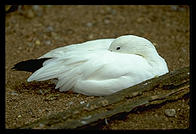 White bird.  Seattle, Washington