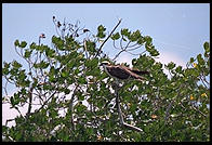 Osprey Nest. Everglades National Park