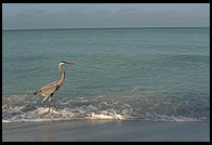 Great Blue Heron.  Sanibel Island, Florida