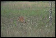 Deer.  Corkscrew Swamp Sanctuary.  SW Florida