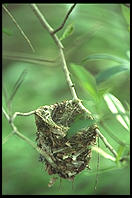 Empty Nest.  Corkscrew Swamp Sanctuary.  SW Florida