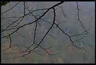 Tree branch at Glen Ellis Falls on Rt. 16 in New Hampshire