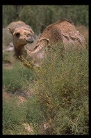 Camels owned by Bedouin tribe in Israel