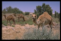 Camels owned by Bedouin tribe in Israel