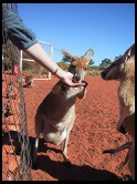Digital photo titled roo-and-hand