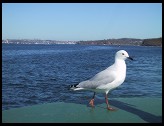 Digital photo titled ferry-bird