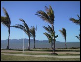 Digital photo titled townsville-palms