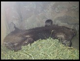 Digital photo titled wombat-sleeping