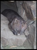 Digital photo titled wombat