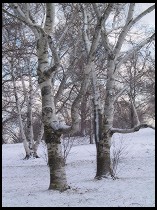 Digital photo titled snowy-trees