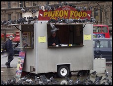Digital photo titled trafalgar-pigeon-food-retailer